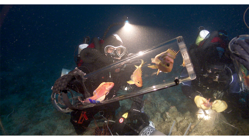 Illustration for article titled New Device Brings Twilight Zone Sea Creatures Into the Sunlight